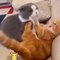 Baby Cats - Cute and Funny Cat Videos Compilation | Aww Animals | Pat Videos