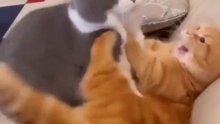 Baby Cats - Cute and Funny Cat Videos Compilation | Aww Animals | Pat Videos