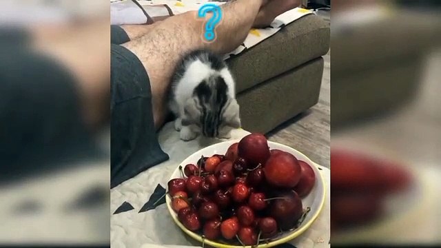 Baby Cats - Cute and Funny Baby Cat Videos Compilation #cat #cutecat #funnycat #animals