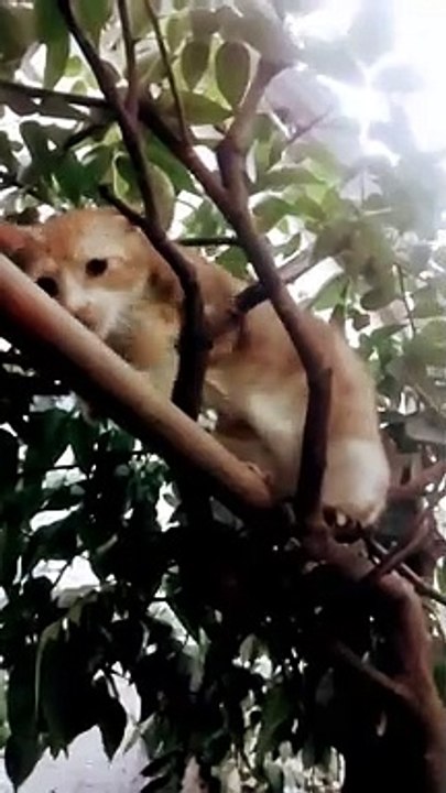 kelakuan kucing jail yg bikin gemes