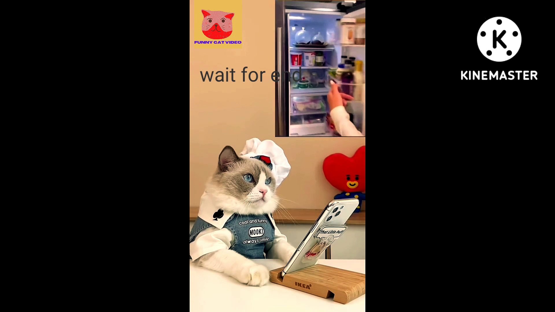 Funny cat videos  | entertainment |