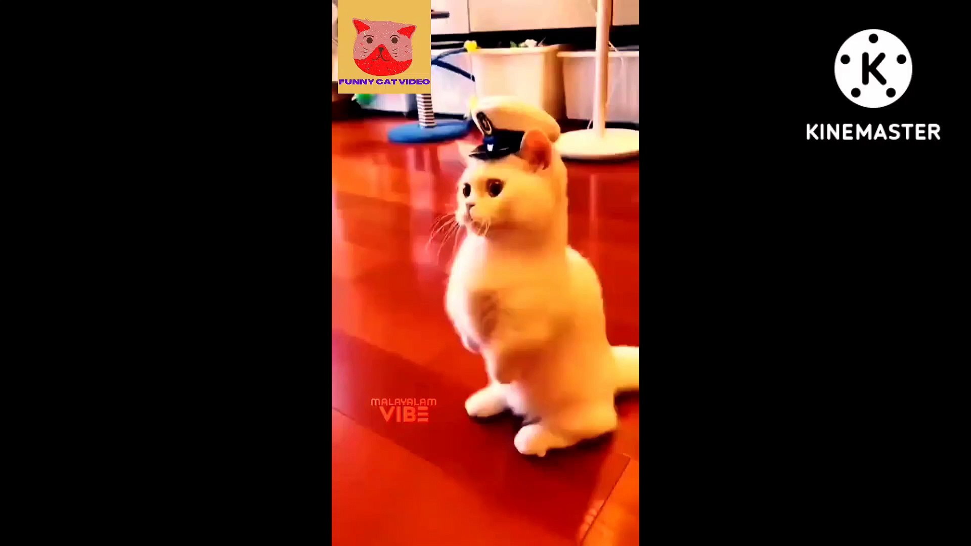 Best funny videos | entertainment | cat video