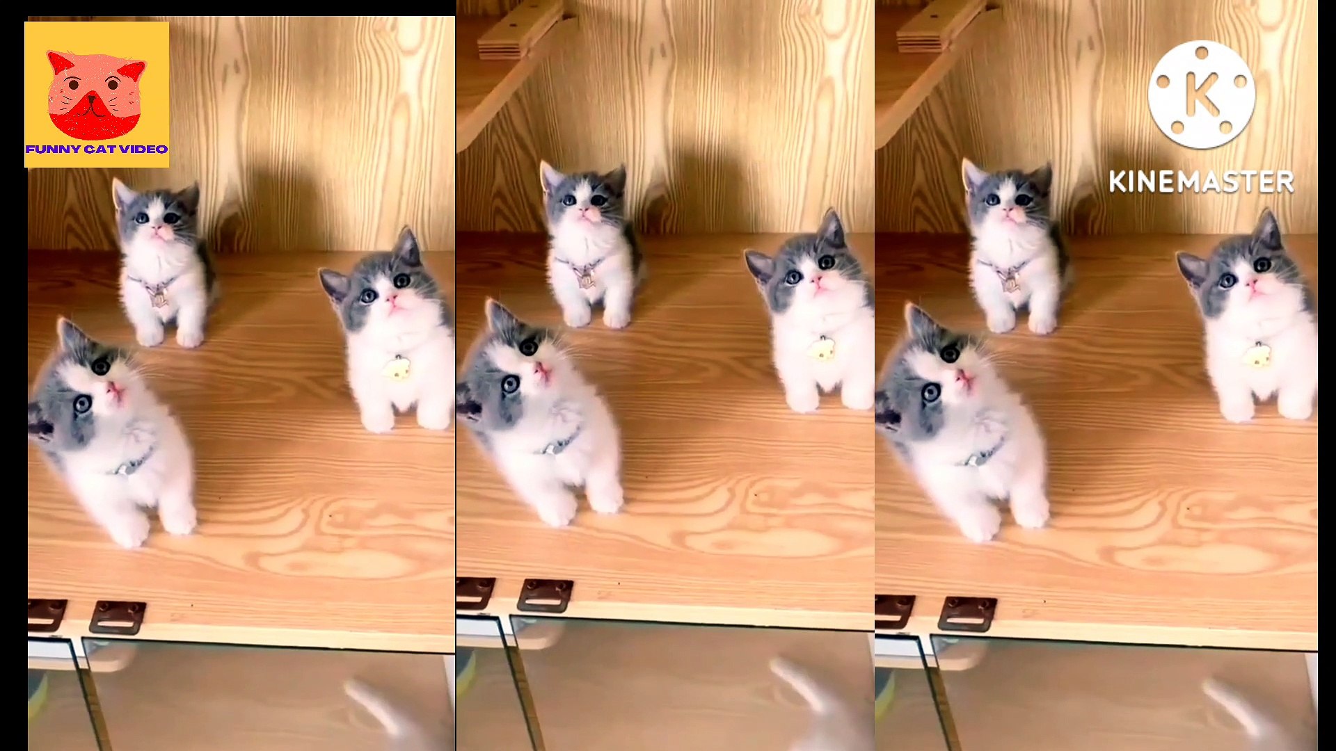 best cat funny videos | entertainment |