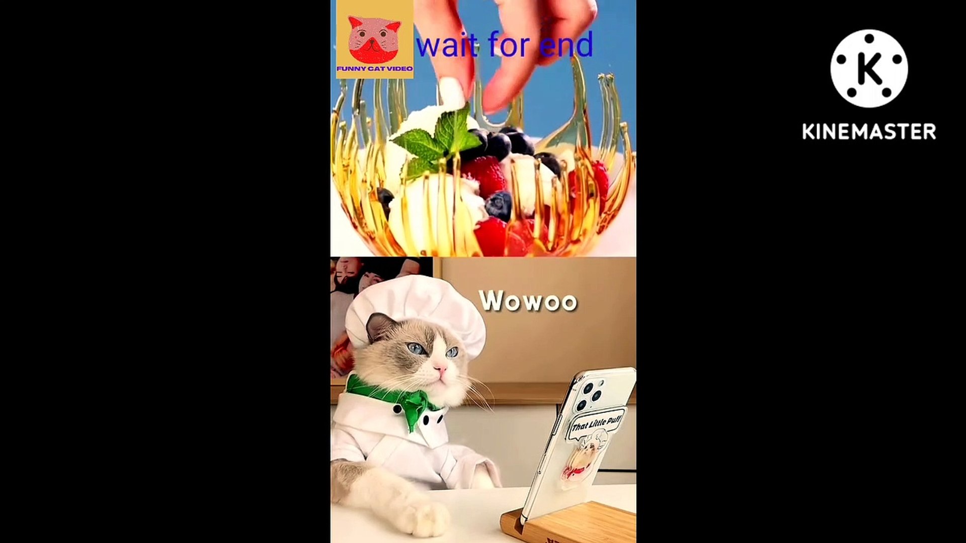 Cute cat videos | entertainment |