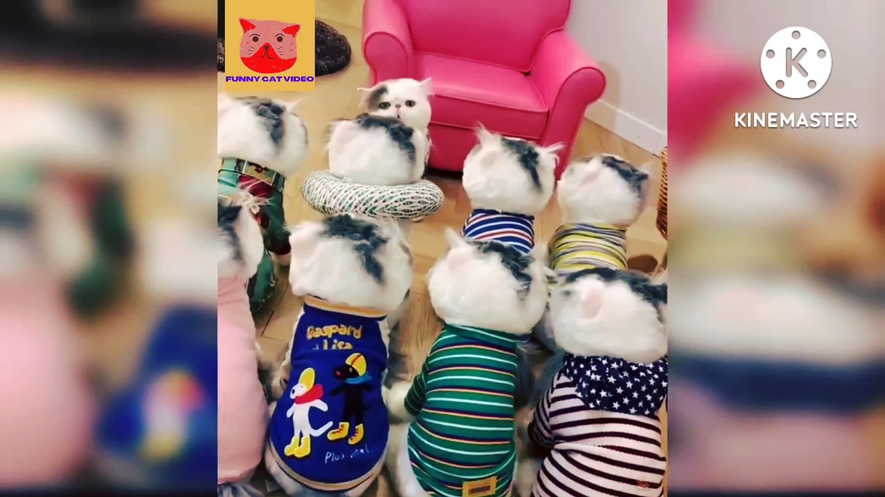 funny cat videos  | entertainment | cute cat video