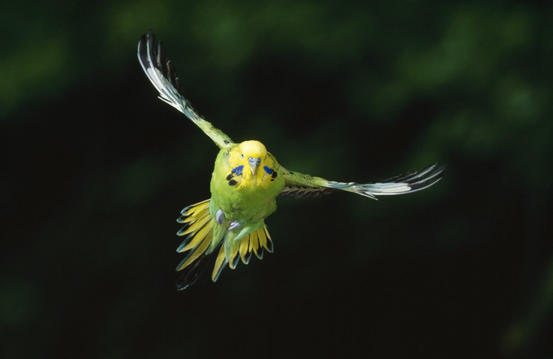 Birds could all have large beaks because of climate change!