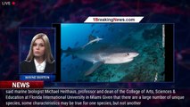 Sharks are millions of years older than dinosaurs and 5 other facts that may surprise you - 1BREAKIN