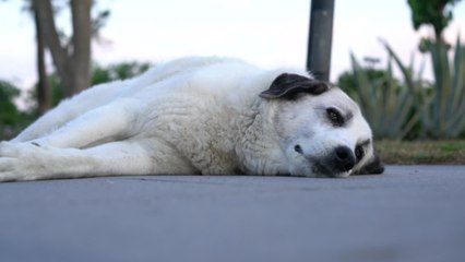 'Nothing short of a miracle': rescued dog was trapped in a drain pipe for over a week
