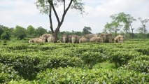 Hindistan'da Asya fili sürüsü görüntülendi