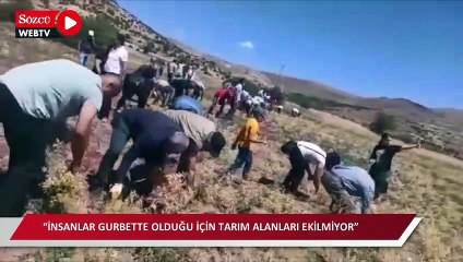 Malatya'da örnek dayanışma: Tarlalar boş kalınca hasadı köylüler yaptı