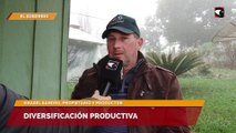 Diversificación productiva