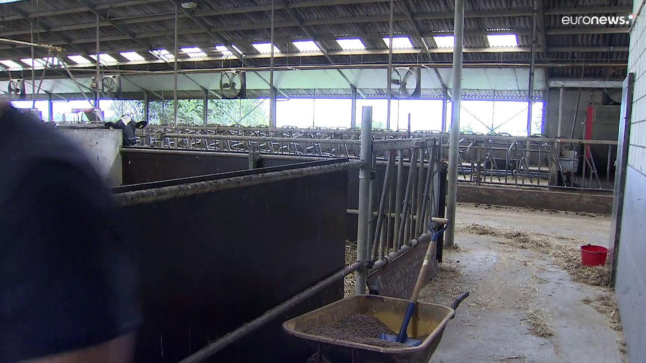 Niederlande: Landwirtschaft gegen Klimawandel