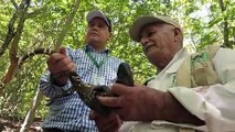 مشاريع حفظ في غواتيمالا تحاول إنقاذ نوع من السحالي مهدد بالانقراض
