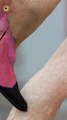 Les secrets de beauté des flamants pour protéger leurs plumes roses - verticale