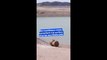 Près de Las Vegas, le mystère du lac Mead, où la sécheresse met à jour des cadavres