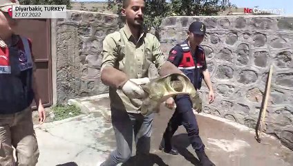 Erstmal unter den Schlauch: Seltene Schildkröte vor Austrocknen gerettet