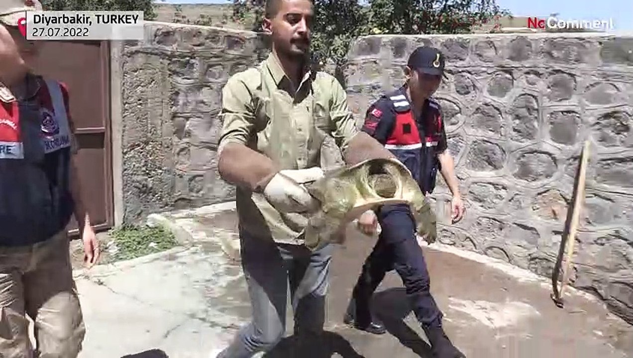 Erstmal unter den Schlauch: Seltene Schildkröte vor Austrocknen gerettet