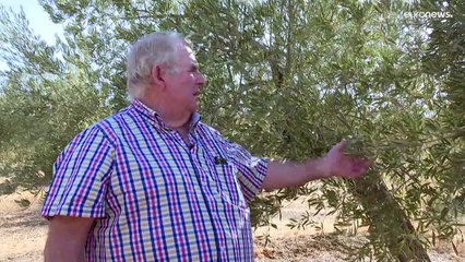 Caldo torrido e piogge assenti, un danno per gli agricoltori