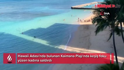 Hawaii'de keşiş foku yüzen kadına saldırdı