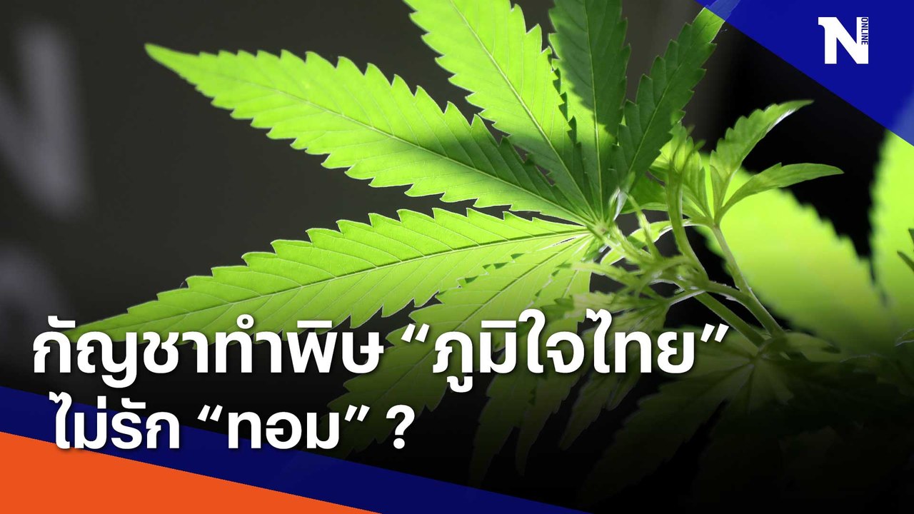 กัญชาทำพิษ "ภูมิใจไทย" ไม่รัก "ทอม" ? | ข่าวข้นคนข่าว | NationTV22