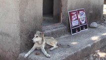 Son dakika haberleri! 5 köpek yavrusunun öldürülmesine hayvanseverler tepki gösterdi