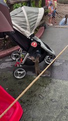 Secret Squirrel Stowaway Steals Savory Snacks