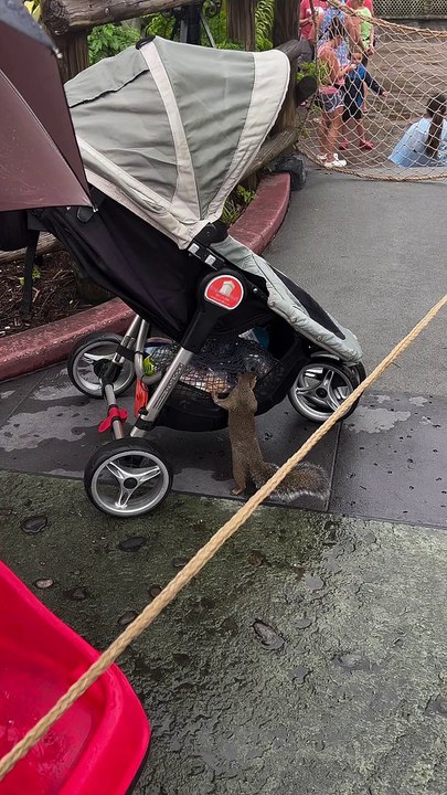 Secret Squirrel Stowaway Steals Savory Snacks