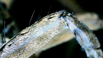 Científicos convierten cadáveres de arañas en agarradores mecánicos