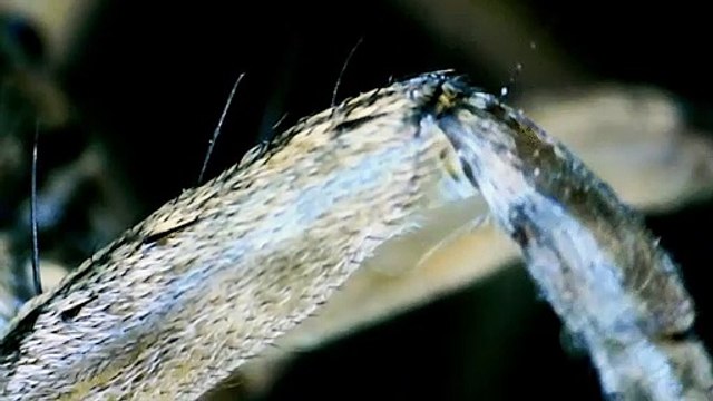 Científicos convierten cadáveres de arañas en agarradores mecánicos