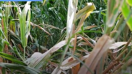 Siccità, nei campi raccolti quasi azzerati