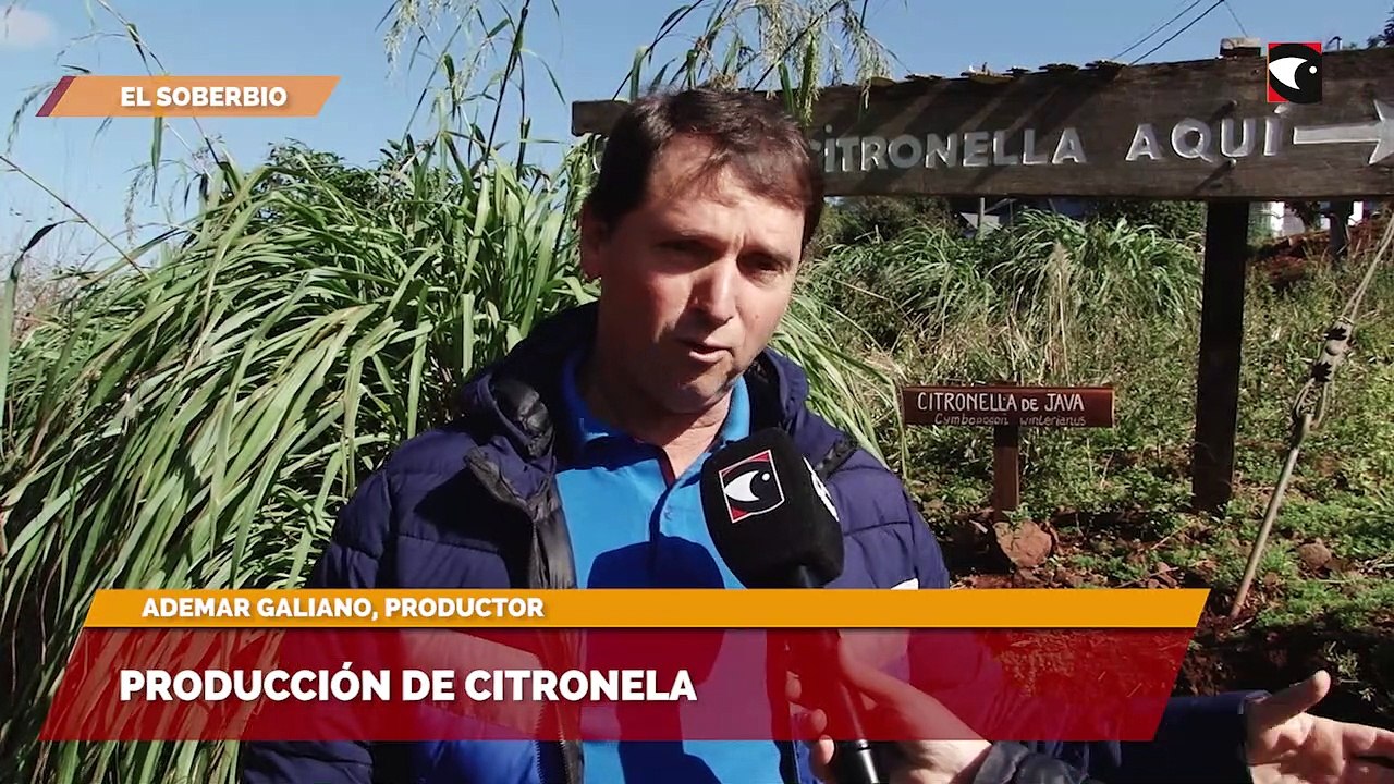 Producción de Citronela