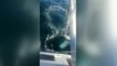 Un velero sufre daños tras ser atacado por unas orcas en Corrubedo