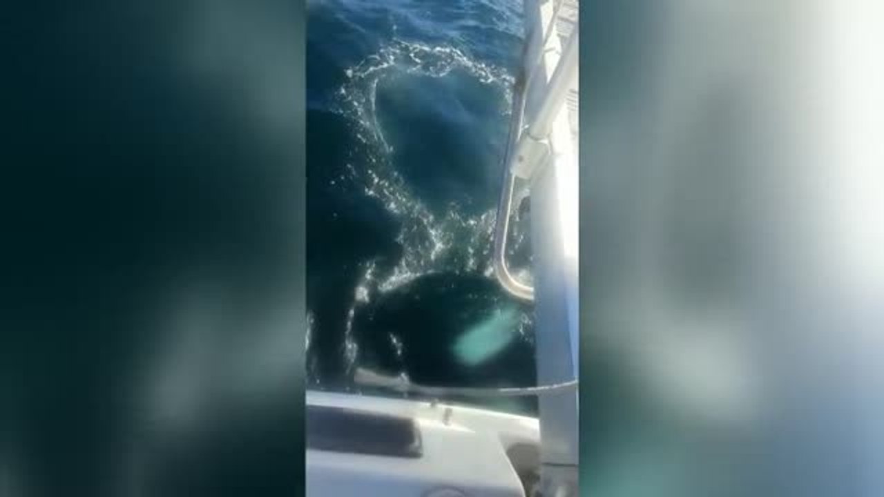 Un velero sufre daños tras ser atacado por unas orcas en Corrubedo