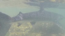 Un requin bleu aperçu dans le Var : « On n’est pas dans les Dents de la mer »