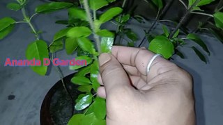 How to grow basil in pot at plants।।তুলসী চারাগাছ কিভাবে রোপণ বা বসাবেন।।#Ananda D Garden