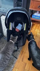 Cats Delicately Investigate Newborn Baby