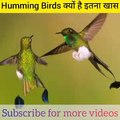 Humming Birds क्यों है इतना खास- Sk Motivate -  shorts  AshortAday  facts  skmotivate