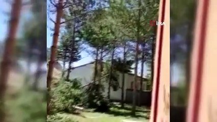 Çeyrek asırlık ağaçlar camiyi gölgede bıraktığı söylenerek kesildi