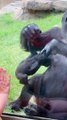 Mother Gorilla Shows off Baby at Calgary Zoo