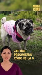 Te presentamos a Princesa, una perrita que perdió la vista