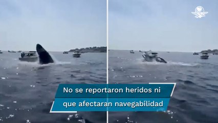 Captan momento en el que ballena jorobada salta y cae sobre un bote en EU
