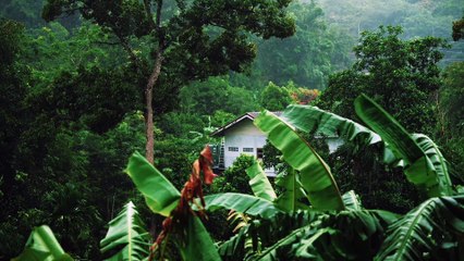 A Rumantic Raining In Forest | #viral, #raining,