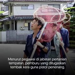 Kera Jepun mengganas!