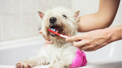 Dog Dental Care: here is how to make your pet fall in love with brushing teeth