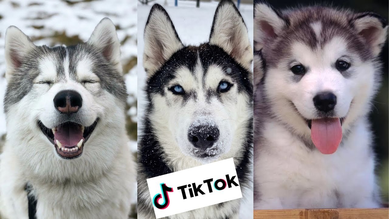 Cute and Funny Husky Puppies of Tik Tok Video Compilation video