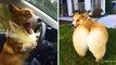 Funny and Cute corgi puppies videos compilation ❤ Cutest corgis Ever! #2