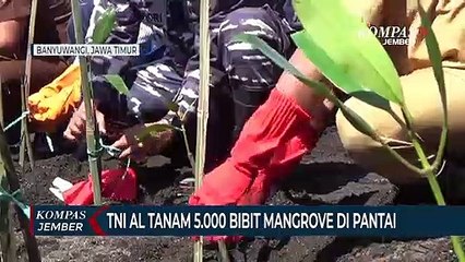 Download Video: TNI AL Tanam 5.000 Bibit Mangrove di Pantai Banyuwangi