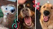 Dogs Doing Funny Things TIK TOK Compilation - Cutest Doggos of TikTok |Puppies|Fluppy