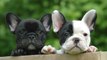 Funny and Cute French Bulldog Puppies Compilation #1 - Cutest French Bulldog