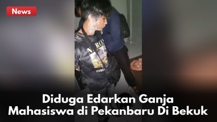 Diduga Edarkan Ganja, Mahasiswa Semester 6 Di Pekanbaru Dibekuk Polda Riau !!